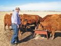 Thomas Glascock says he doesnâ€™t baby the Red Angus seedstock herd heâ€™s building. Heâ€™s focused on moderate size and functional females that do well on limited inputs, Image by Del Deterling